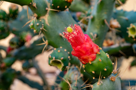 Small green yellow flowers of blossoming tropical cactus plantの写真素材