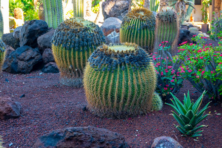Botanical garden with different tropical succulent plants green cactuses in sunny dayの写真素材