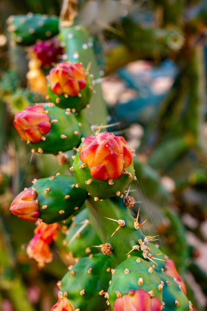 Small green yellow flowers of blossoming tropical cactus plantの写真素材
