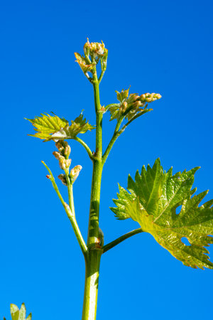 Young green grape plant shoot with leaves, buds and berry ovaries and blue sky, spring on vineyardsの写真素材
