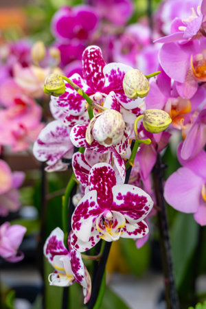 Blossom of colorful tropical decorative orchids flowers close up, orhid backgroundの写真素材