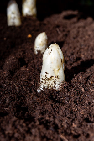 Harvesting of organic white asparagus on Dutch farm, spring growth on delicious vegetables in garden in Netherlands, close upの写真素材