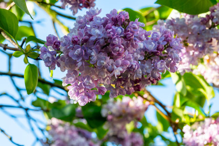 Light purple blossom of lilac SyrÃ­nga flowering plant in springの写真素材