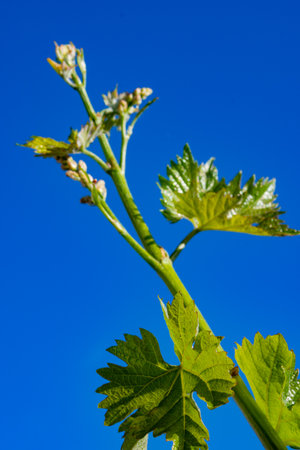 Young green grape plant shoot with leaves, buds and berry ovaries and blue sky, spring on vineyardsの写真素材