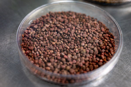 Samples in box of new legumes and vegetables seeds varieties in seed bank, seedlings for spring sowing in fieldsの写真素材