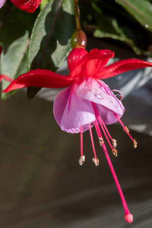 Colorful flowers of fuchsia magellanica flowers in spring garden after rain close upの写真素材