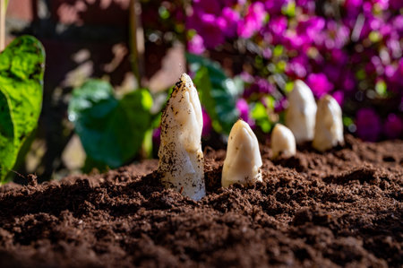 Harvesting of organic white asparagus on Dutch farm, spring growth on delicious vegetables in garden and blossom of azalea, Netherlands, close upの写真素材