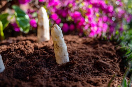 Harvesting of organic white asparagus on Dutch farm, spring growth on delicious vegetables in garden and blossom of azalea, Netherlands, close upの写真素材