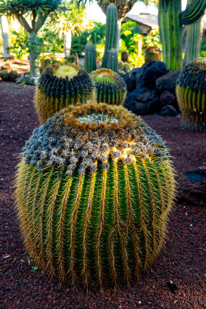 Botanical garden with different tropical succulent plants green cactuses in sunny dayの写真素材