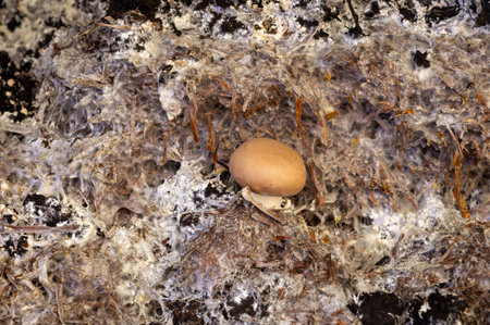 Growing of brown mushrooms mushrooms, mycelium grow from compost into casing on organic farm in Netherlands, food industry in Europe, close upの写真素材