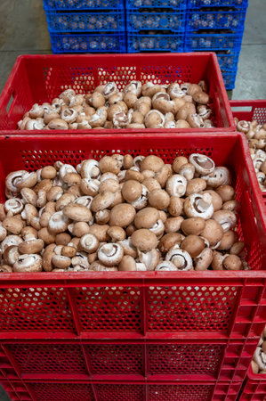 Cultivation of fresh brown mushrooms mushrooms on organic farm in Netherlands, food industry in Europe, plastic boxes with mushrooms ready to saleの写真素材