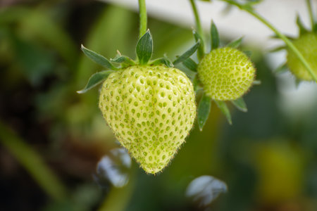 Dutch glass greenhouse, cultivation of strawberries, rows with young growing strawberries plantsの写真素材