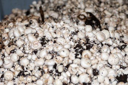 Cultivation of fresh white mushrooms mushrooms on organic farm in Netherlands, food industry in Europe, plastic boxes with mushrooms ready to saleの写真素材