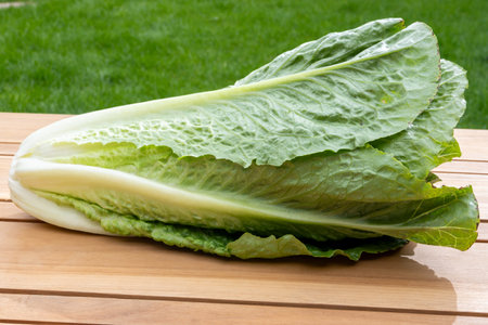 Green romaine cos lettuce source of vitamins, ready to eat and green grassの写真素材