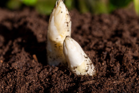 Harvesting of organic white asparagus on Dutch farm, spring growth on delicious vegetables in garden in Netherlands, close upの写真素材