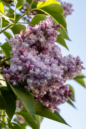 Light purple blossom of lilac SyrÃ­nga flowering plant in springの写真素材