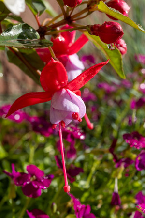 Colorful flowers of fuchsia magellanica flowers in spring garden after rain close upの写真素材