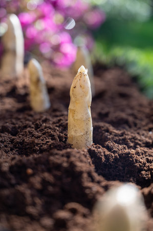 Harvesting of organic white asparagus on Dutch farm, spring growth on delicious vegetables in garden and blossom of azalea, Netherlands, close upの写真素材
