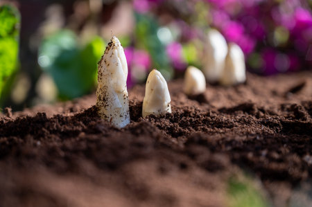 Harvesting of organic white asparagus on Dutch farm, spring growth on delicious vegetables in garden and blossom of azalea, Netherlands, close upの写真素材