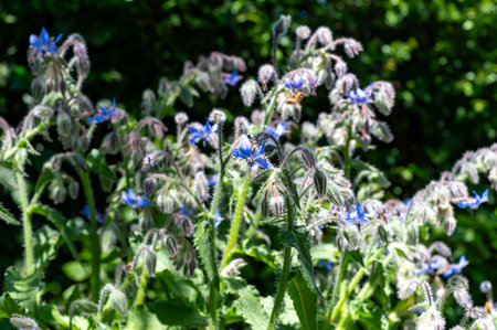 Wild blossom of borago officinalis edible medicinal plant on meadow in sunlightsの写真素材