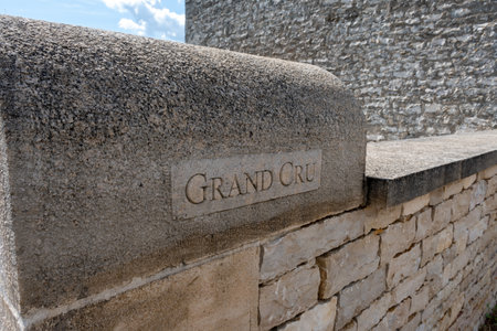 Green vineyards around Puligny-Montrachet village, Burgundy, France. High quality white dry wine making from Chardonnay grapes on vineyardsの写真素材