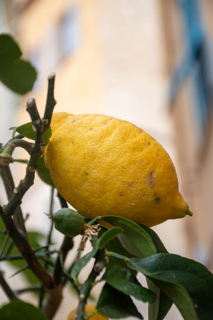 Ripe yellow juice lemons citrus fruits hanging on tree ready to harvest
