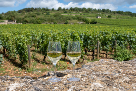 Tasting of high quality white dry rare wine made from Chardonnay grapes on grand cru classe vineyards near Puligny-Montrachet village, Burgundy, Franceの写真素材