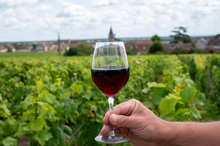Drinking of red pinot noir wine on grand cru vineyards with cross and stone walls in Cote de nuits, making of famous red and white Burgundy wine in Burgundy region, Vosne-Romanee village, Franceの写真素材