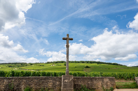 Green grand cru and premier cru vineyards with rows of pinot noir grapes plants in Cote de nuits, making of famous red and white Burgundy wine in Burgundy region, near Vosne-Romanee villageの写真素材