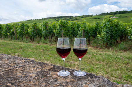 Tasting of red pinot noir wine on grand cru vineyards with cross and stone walls in Cote de nuits, making of famous red and white Burgundy wine in Burgundy region, Vosne-Romanee village, Franceの写真素材