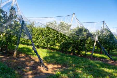 Young green Alpes de Haute-Durance apples growing on apple trees on organic fruit orchards near Sisteron, in Alpes-de-Haute-Provence, Franceの写真素材