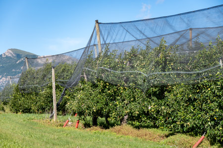 Young green apples growing on apple trees on organic fruit orchards near Sisteron, in Alpes-de-Haute-Provence, Franceの写真素材