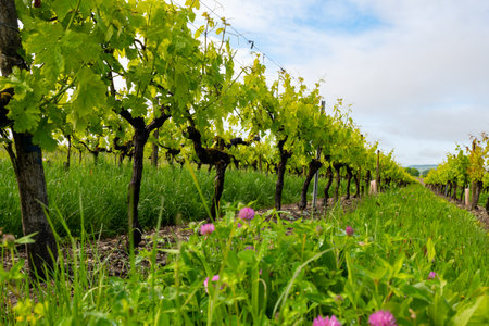 Summer on vineyards of Cognac white wine region, Charente, white ugni blanc grape uses for Cognac strong spirits distillation and wine making, France, Grand Champagne regionの写真素材