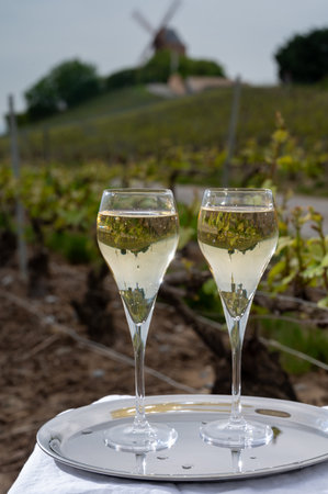 Tasting of brut champagne sparkling wine outdoor with view on pinot noir gran cru vineyards of famous champagne houses in Montagne de Reims near Verzenay, Champagne, Franceの写真素材
