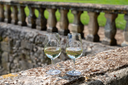 Tasing glasses of white wine in old wine domain on Sauternes vineyards in Barsac village and old...