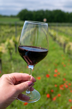 Tasting of red Cahors wine on vineyard, summer in Cahors wine making region in France, weekend...