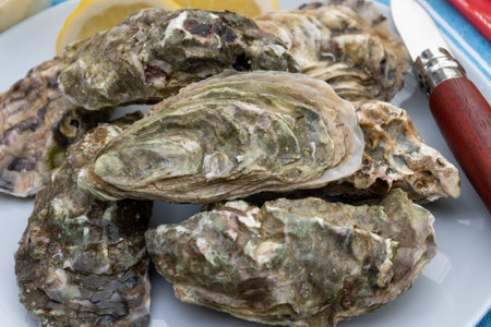 Plate with fresh live raw oysters seashells with citron, bread, butter and white wine served at...