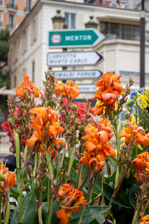 Walking in Monte-Carlo city in Monaco principality, houses and streets, touristic destination on Mediterranean Seaの写真素材