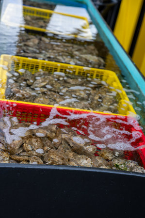 Traveling in France, old wooden huts and oysters farms in Gujan-Mestras village, cultivation, fishing and sale of fresh oysters seashells, Arcachon bay, Atlantic ocean, France, tourists destinationの写真素材