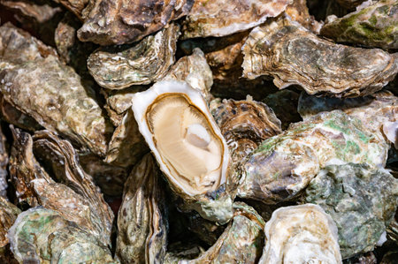 Fresh live different sizes oysters in market hall ready to be eaten for lunch, close up, from oyster-farming village, Arcachon bay, Gujan-Mestras, Bordeaux, Franceの写真素材