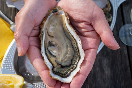 Eating of fresh live oysters with citron and bread at outdoor farm cafe in oyster-farming village, Arcachon basin, Gujan-Mestras port, Bordeaux, France in sunny day.の写真素材