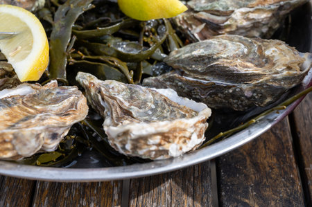 Eating of fresh live oysters with citron, bread and white wine at outdoor farm cafe in...