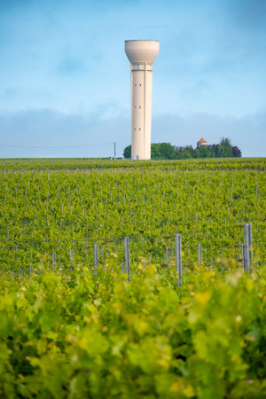 Summer on vineyards of Cognac white wine region, Charente, white ugni blanc grape uses for Cognac strong spirits distillation and wine making, France, Grand Champagne regionの写真素材