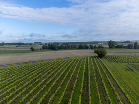 Summer on vineyards of Cognac white wine region, Charente, white ugni blanc grape uses for Cognac...