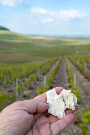 Worker Hand with white chalk stones from soils of Cote des Blancs near Cramant and Avize, region Champagne, France and view on grand cru vineyardsの写真素材