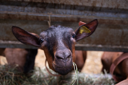Cheese making process on goat farm, Rocamadour soft goat AOC cheese with soft rind produced on farm in Perigord and Quercy department Lot, France, farm visitの写真素材