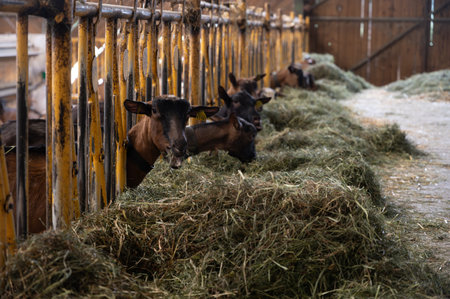 Cheese making process on goat farm, Rocamadour soft goat AOC cheese with soft rind produced on farm in Perigord and Quercy department Lot, France, farm visitの写真素材
