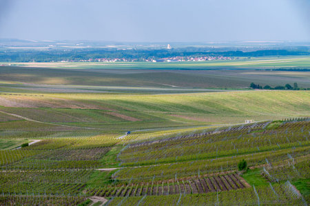 Spring landscape with green grand cru vineyards near Cramant, Avize region Champagne, France. Cultivation of white chardonnay wine grape on chalky soils of Cote des Blancs.の写真素材