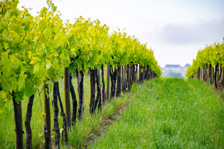 Summer on vineyards of Cognac white wine region, Charente, white ugni blanc grape uses for Cognac strong spirits distillation and wine making, France, Grand Champagne regionの写真素材