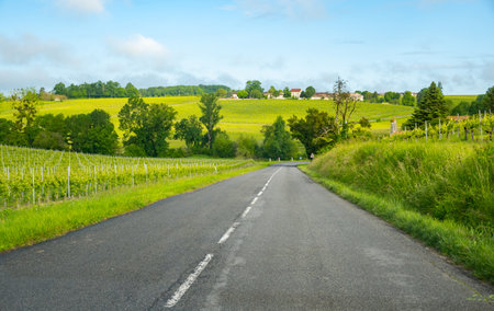Summer on vineyards of Cognac white wine region, Charente, white ugni blanc grape uses for Cognac strong spirits distillation and wine making, France, Grand Champagne regionの写真素材